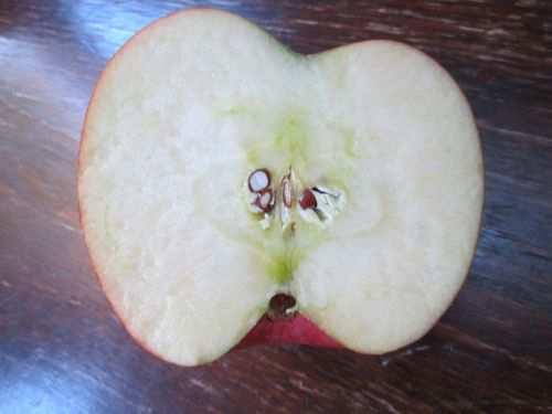 Polinización defectuosa en fruto de manzano 1 Fisiológicas Caída de frutos a) De Cuajado: residuos florales, frutitos mal cuajados.