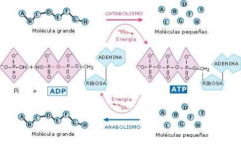 Aspectos generales del metabolismo: El ATP BE Cuatro son las principales características de las reacciones metabólicas: A. Las reacciones metabólicas están acopladas energéticamente a través del ATP.