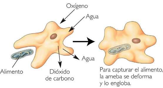 Procesos de la nutrición BE A nivel celular, el proceso principal de la nutrición es la asimilación, es decir, la transferencia de compuestos desde el exterior al interior celular a través de su
