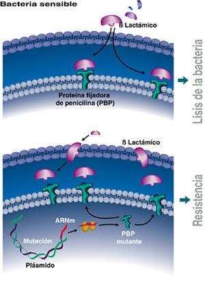 2. Cambios en el sitio blanco Cambio de PBP (Penicilinas, Cefalosporinas) Subunidad ribosomal 30S (Estreptomicina, Tetraciclina) Subunidad