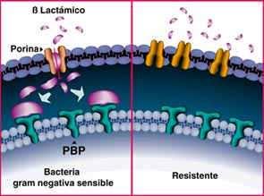 3. Disminución de la permeabilidad de la membrana Naturaleza de la membrana externa Gram negativa: Resistencia intrínseca a ATM hidrofóbicos (macrólidos,