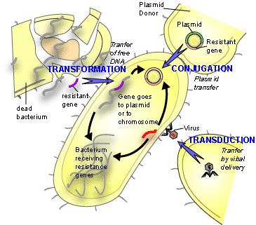 Mecanismos genéticos de la aparición y diseminación de la resistencia ATM Adquisición de nuevos genes - Transformación - (poca importancia clínica) - Transducción - (DNA plasmídico