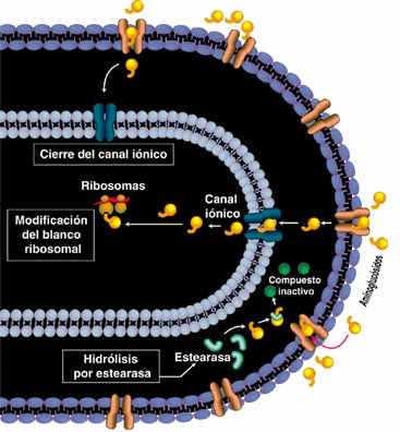 AMINOGLUCOSIDOS Modificación del sitio blanco ribosomal Hidrólisis enzimática (estearasa) Alteración de los