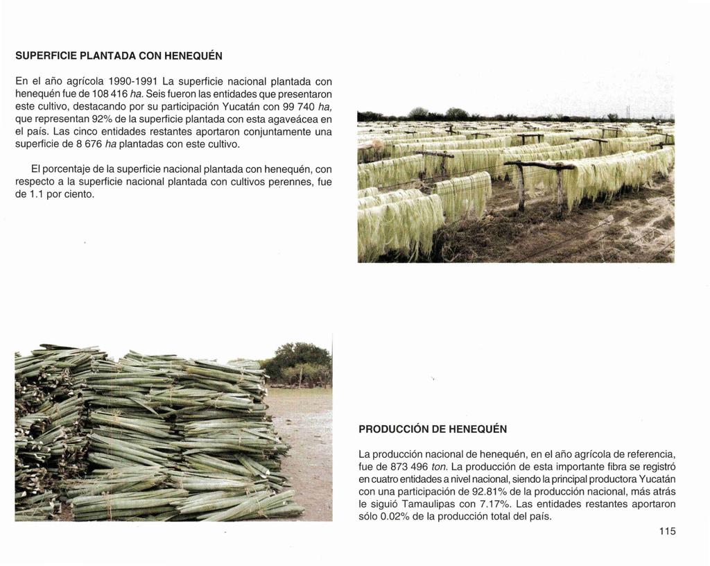 SUPERFICIE PLANTADA CON HENEQUÉN En el año agrícola 1990-1991 La superficie nacional plantada con henequén fue de 108 416 ha.