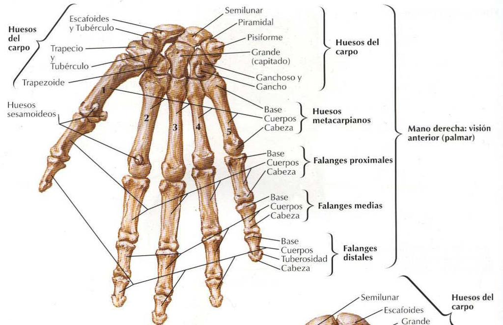 6 MANOS Y DEDOS 1. METACARPOS (palma de mano): Se encuentran en las palmas de las manos, son huesos largos. Forman la articulación metacarpofalángica con los dedos (nudillos).