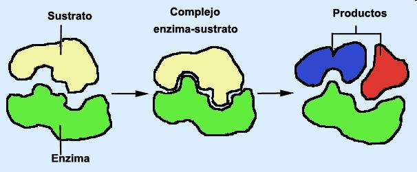 Cóm actuen els enzims?