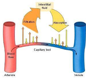 Microcirculación Entre la terminación de una arteriola y el origen de una