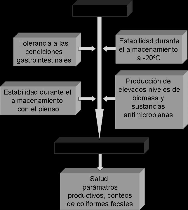 Figura 1. Estrategia utilizada para la evaluación del potencial probiótico de las cuatro BAL para su uso como aditivos de piensos en lechones destetados.