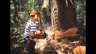 Proceso de obtención de la madera La madera