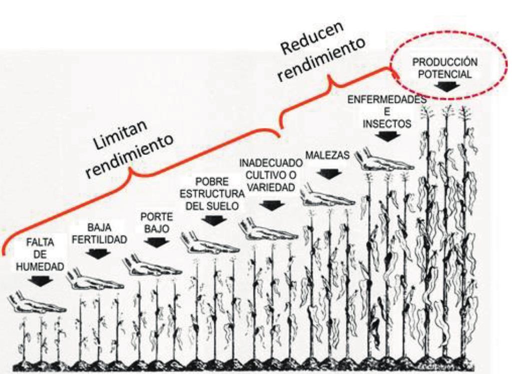 Figura 10. Factores que limitan y reducen el rendimiento agrícola (Adaptado de Havlin et al., 1999).