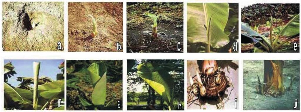 Figura 15. Etapas fenológicas de la planta de plátano (adaptado de Aristizábal y Jaramillo, 2010).