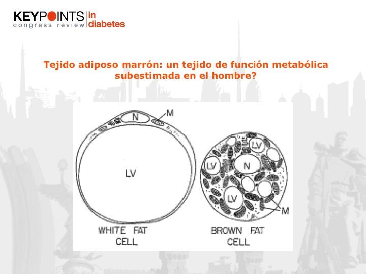Tejido adiposo marrón. Intercomunicación de las células inmunes y los tejidos metabólicos. Futuro de la investigación europea en diabetes.