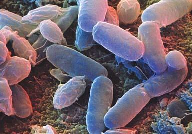 Reino Mónera bacterias Las principales representantes
