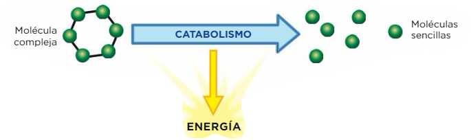 2. Las funciones celulares: la nutrición 2.2. Metabolismo Metabolismo: conjunto