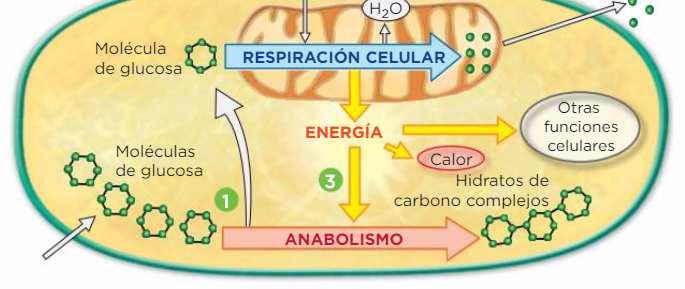 2. Las funciones celulares: la nutrición 2.3.