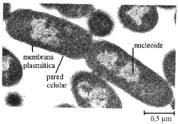 Las células eucariotas Características generales: Con núcleo.
