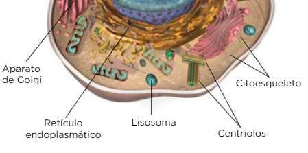El núcleo celular y su función.