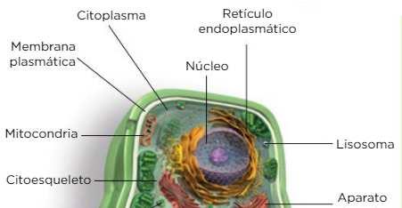 Nucleoplasma.