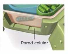 Pared celular Estructura: Envoltura externa a la