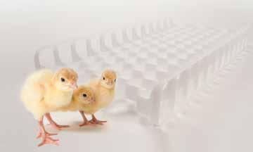 PP&G - LAS ESPECIFICACIONES Capacidad de la incubadora Incubadoras Capacidad de la bandeja de huevos