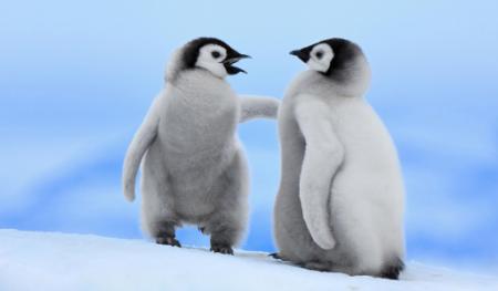 1. Penguins can jump two metres in the