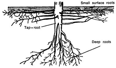 3.2. Salud de Raíces En cada uno de los 3 punto de observación excavar raíces de 3 árboles de cacao para observar la incidencia de danos por nematodos y hongos.