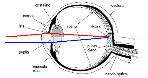 Sistema visual humano La luz proveniente de una imagen entra por la córnea, donde se hace un preenfoque fijo de unos 2/ del total.