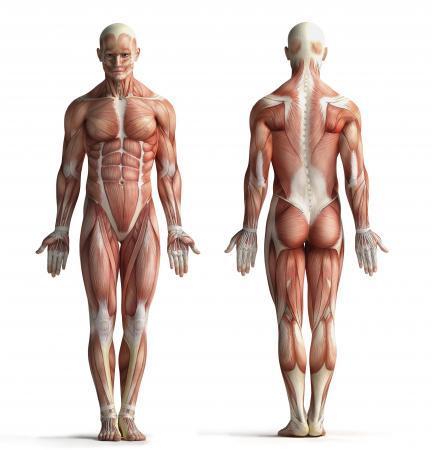Para estudiar la función de los principales grupos musculares los dividiremos en: Músculos del tronco, cabeza y
