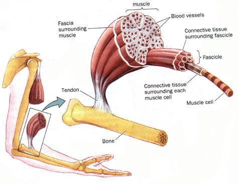 La mayoría de los músculos esqueléticos se insertan en 2 huesos que tienen una articulación movible entre ellos. La conexión del hueso con el músculo se denomina inserción.