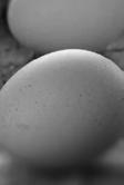 Los productores de huevos y los fabricantes de alimento deben lograr que las aves expresen su potencial genético, proporcionando un suministro de nutrientes adecuado con todos los minerales