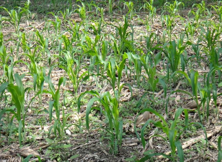 Fases fenológicas del cultivo de maíz y frijol en las 4 regiones del país en la presente fecha Región Norte La Señora Francisca Xol,