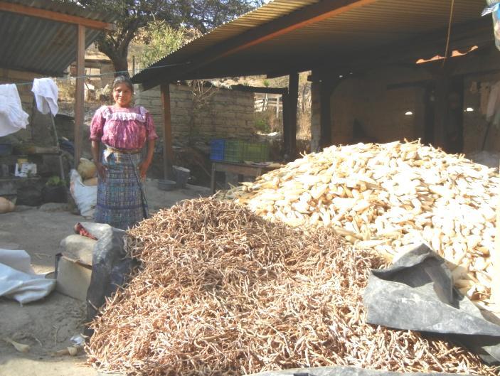Región Occidente La Señora María Ramirez Ordoñez en el patio de su hogar realiza el secado de frijol y maíz recién