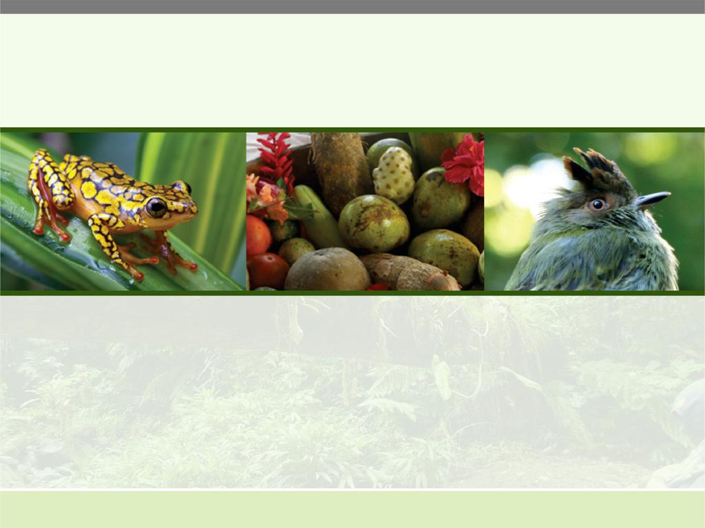 El proyecto Chocó-Darién protege bosques tropicales amenazados en un hotspot de biodiversidad Premiado con certificación Nivel Oro por la Alianza de Clima, Comunidad y Biodiversidad (CCBA) por sus