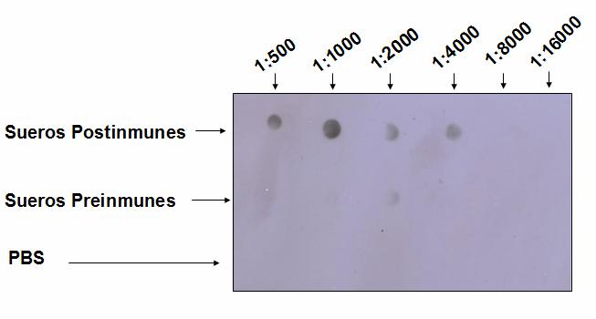 Figura 8. Determinación del título de anticuerpos anti-tripsina mediante el ensayo de manchas.