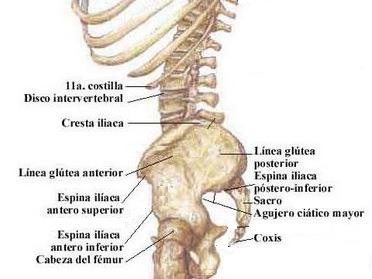 Altura espina iliaca: Es la distancia vertical desde la espina iliaca anterior y superior (Ver Figura 3) hasta el plano del suelo.