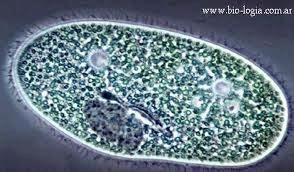 2. EL REINO PROTOCTISTAS LOS PROTOZOOS Son organismos eucariotas unicelulares que viven en medios