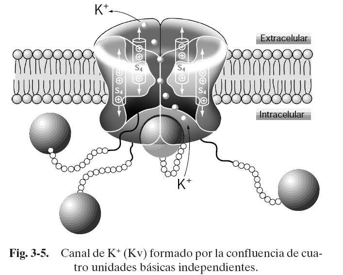 Canal de potasio voltaje-dependiente RESUMEN DE RECEPTORES RELACIONADOS AL TRANSPORTE IÓNICO: Canales iónicos voltaje-dependientes: Ca++; K+; Na+ Canales iónicos asociados a
