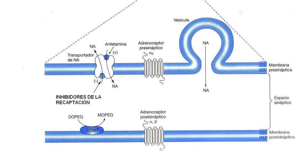 Transportadoras de Neurotransmisores: Sistemas de recaptación de neurotransmisores Transportadores ABC (barrera hematoencefálica y en diversidad celular)