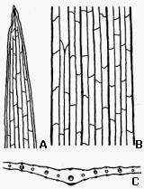 SISTEMA VASCULAR El sistema vascular de las hojas de Monocotiledóneas está formado por venas paralelas que convergen en el ápice, ligadas entre sí por finas venas comisurales transversales, es decir