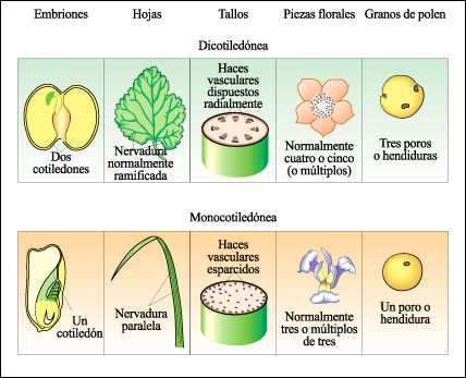 Caracteres diferenciales entre dicotiledóneas y monocotiledóneas Clave para diferenciar Ciperáceas de Poáceas: A- Plantas herbáceas, con cañas sin nudos o con nudos basales, de sección triangular,
