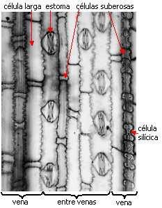 En las Gramíneas xerófitas con numerosos estomas en la cara adaxial, la epidermis adaxial presenta células buliformes o células motrices, que se diferencian de las demás por su forma y su mayor