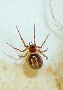 Descripción Araña de tamaño mediano, puede alcanzar 35 mm. de legspan (longitud de la araña con las patas extendidas) y 15 mm. de cuerpo. Con un gran y abultado abdomen en las hembras.
