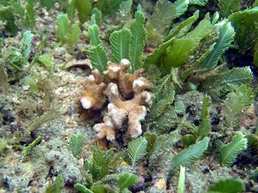 A. 1 cm B. C. 1 cm 1cm Fig. 3.5. Interacciones entre las colonias de los corales de Bahía Culebra y el alga C. sertularioides. A. Sobrecrecimiento de C.