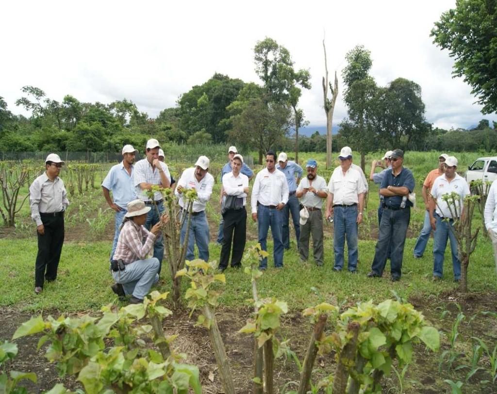 CURSO-TALLER INTERNACIONAL Se realizó el primer Curso-Taller Internacional: Potencial agroenergético de Jatropha curcas para la producción de biodiesel en Mesoamérica en el Campo Experimental Rosario