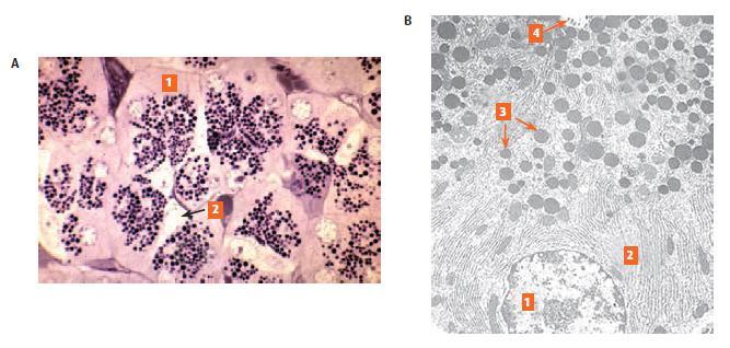 Figura 18-13. A. Fotomicrografía del páncreas exocrino, células acinares (1) y células centroacinares (2). Azul de toluidina. B.