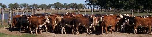 Control de la helmintiasis en bovinos de invernada en el contexto de resistencia a los antiparasitarios Descarga, Carlos O. EEA INTA Marcos Juárez cdescarga@mjuarez.inta.gov.