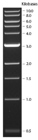 Figura 2. Marcador de peso molecular de 1 kb en un gel de agarosa al 0.8% MATERIALES REQUERIDOS Agarosa grado Biología Molecular Buffer TBE 5 y 0.