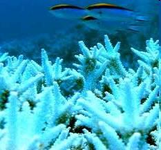 tejido de los corales, lo cual perjudica sus funciones reproductivas.