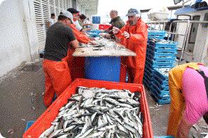 El empleo directo generado en 2015 por el sector pesquero en asciende a 640 trabajadores, 494 de los cuales son tripulantes de los barcos de pesca y los 146 restantes trabajan en la acuicultura