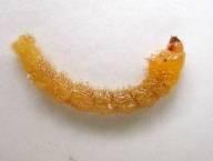 Larva de Calamobius filum alojada en la base de la caña de cereal Larva de Calamobius filum Larva de céfido ANGUINA TRITICI Este nematodo infecta las semillas de siembra de los
